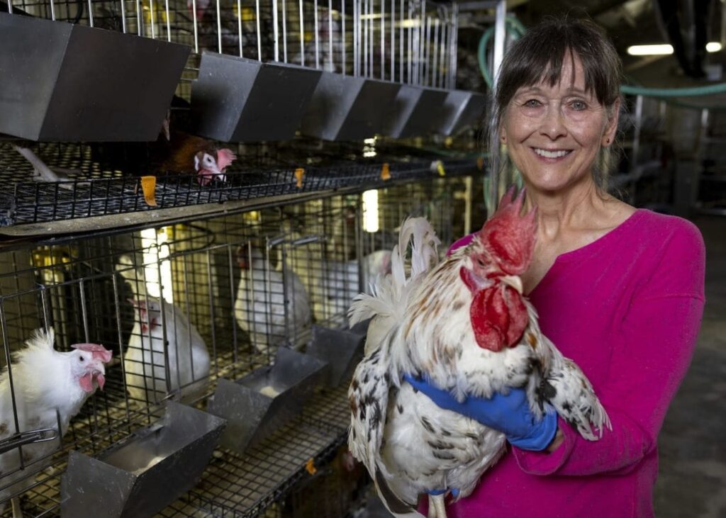 Gisela Erf, profesora de inmunología, sostiene un gallo de la línea Smyth cuyas plumas blancas son el resultado del vitíligo. La línea Smyth, y su línea parental Brown, se utilizan para estudiar la enfermedad autoinmune que afecta a los humanos. (Foto de la División de Agricultura de la Universidad de Arkansas) 