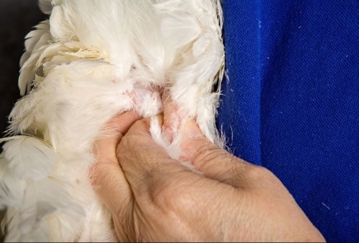 Gallina con muy poca grasa abdominal, indicando que su condición corporal es óptima y que por tanto es una buena ponedora (medición con el sistema manual tradicional)