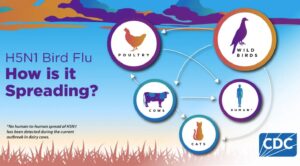 La propagación del virus H5N1 entre especies aumenta el riesgo de una pandemia.(U.S. Centers for Disease Control and Prevention)  