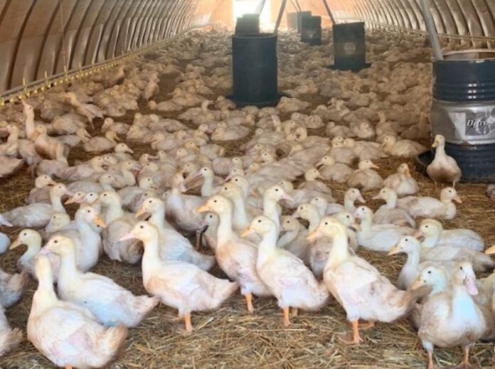 Hungría lideró con el 65% de los casos en aves de corral, afectando mayormente patos y gansos. En total, más de 13 millones de aves murieron o fueron sacrificadas.