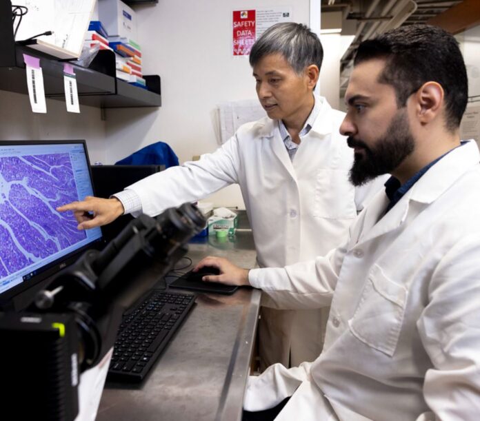 El estudiante de doctorado Bilal Alrubaye (con barba) y el Dr. Jack Sun (de pie) trabajan en una investigación para desarrollar una nueva tipología de vacuna avícola contra la enritis necrótica en pollos para mejorar su salud intestinal. (Foto de la Estación Experimental en Avicultura de la Universidad de Arkansas).