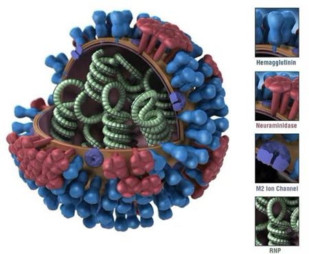 Las diferencias en las proteínas de superficie HA de los virus de la influenza significan que las vacunas contra la influenza estacional no protegen universalmente contra todas las cepas.(U.S. Centers for Disease Control and Prevention) 