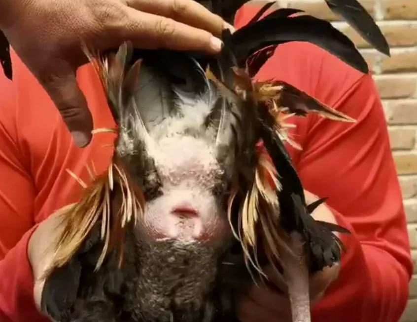 El corte de plumas de la cloaca puede mejorar los parámetros ...