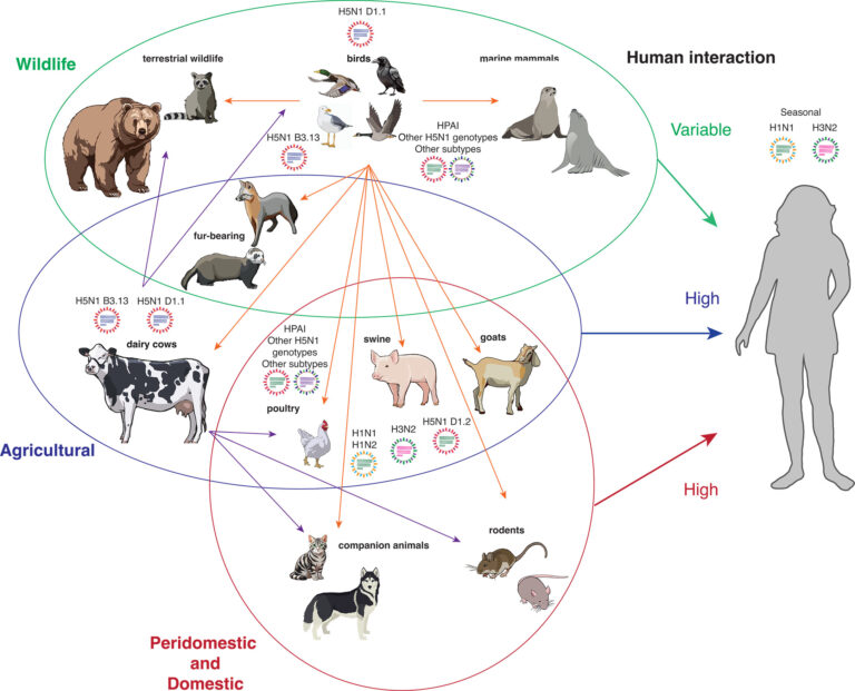 Especies animales infectadas por H5N1. Las especies silvestres están rodeadas por un círculo verde; las especies de producción agropecuaria, por uno azul; y las especies peridomésticas y domésticas, por uno rojo. Las flechas naranjas representan la transmisión desde un hospedador aviar y las flechas moradas, la transmisión desde un hospedador bovino. Los iconos de virus indican cepas de influenza A que se sabe circulan en especies con alto riesgo de mutaciones.