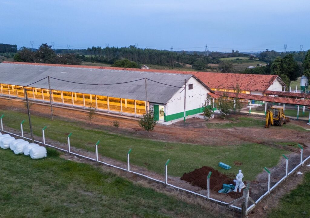 Las dos naves avícolas o galpones de la granja de reproductoras pesadas afectada por el brote de IAAP en el municipio de Montenegro, Brasil.