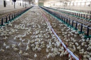 33.000 pollos en una nave de 1.500 m², en la granja de Jean-Louis y Loïc Perreau, en Sur-Yonne, en Brèves (centro de Francia).