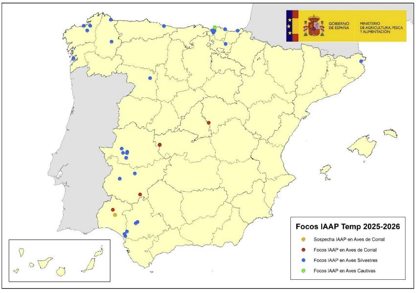 Localización de focos de IAAP en aves silvestres y de corral notificados en España durante 2025. (actualizado a fecha 8 septiembre 2025)