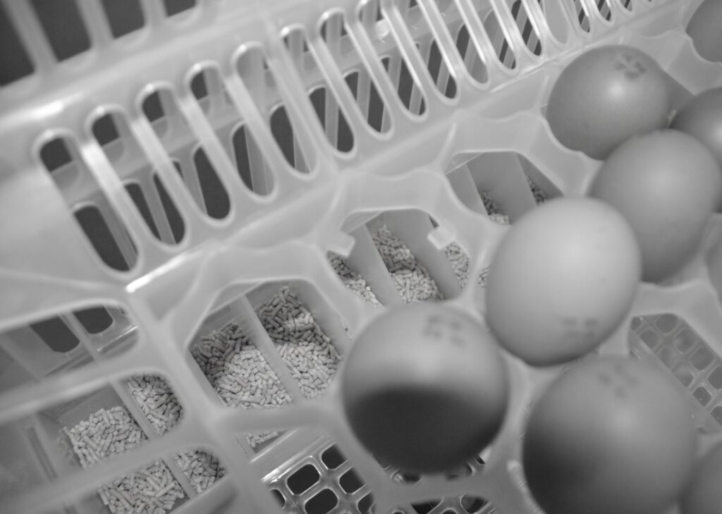 In 2014 we were also able to see the practical application of the concept of feeding the chick at minute 1 after hatching with HatchTech's hatching trays that incorporated feed and water.