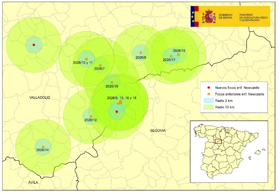 Mapa actualizado el 9 julio 2026 con los dos nuevos focos en granja de 125.000 pollos en Tordesillas y otro en Íscar afectando a 27.500 broilers.

Los puntos rojos indican la localización de los nuevos focos de Newcastle. En naranja, focos previamente confirmados.
Fuente: MAPA