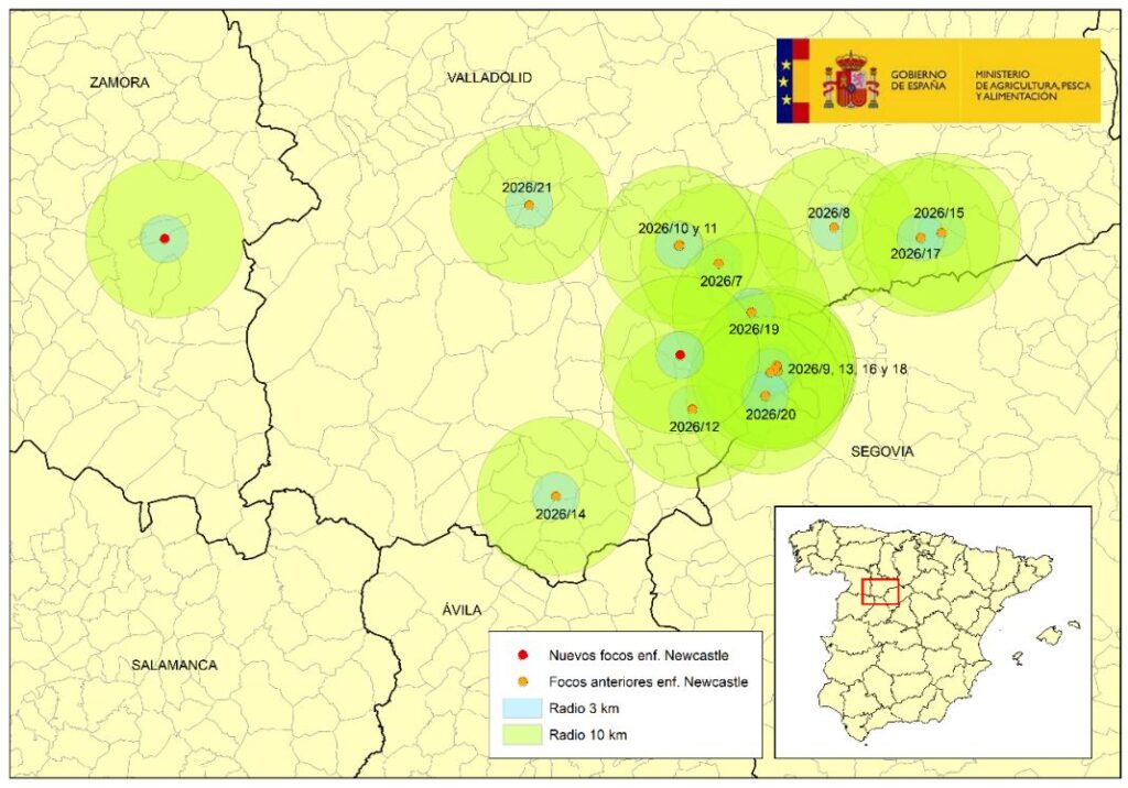 Mapa actualizado el13 julio 2026 con los dos nuevos focos en granja de 92.000 pollos en Alcazaren y otro en Peleagonzalo afectando a 72.530 broilers.

Los puntos rojos indican la localización de los nuevos focos de Newcastle. En naranja, focos previamente confirmados.
Fuente: MAPA