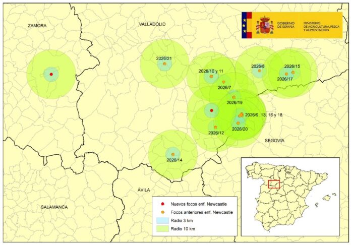 Mapa actualizado el13 julio 2026 con los dos nuevos focos en granja de 92.000 pollos en Alcazaren y otro en Peleagonzalo afectando a 72.530 broilers. Los puntos rojos indican la localización de los nuevos focos de Newcastle. En naranja, focos previamente confirmados. Fuente: MAPA