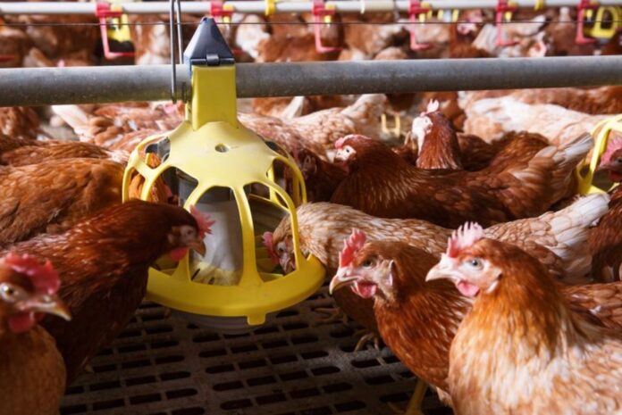 autorizado de nuevo el uso de proteina animal en piensos para aves de corral