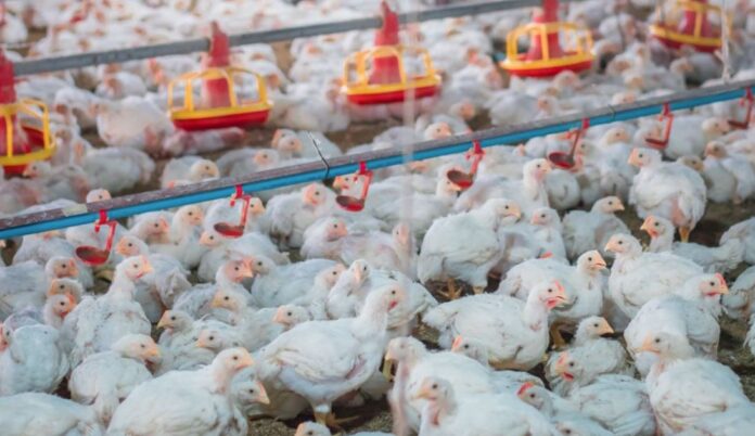 bioseguridad-en-granjas-pollos