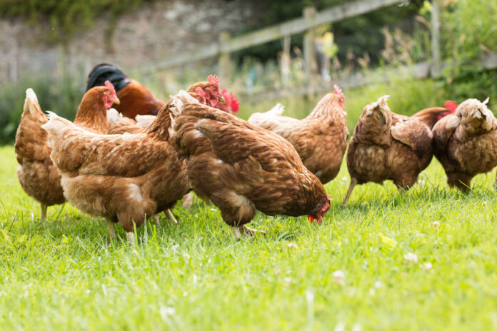 gallinas al aire libre en Reino Unido