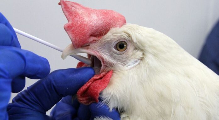 influenza aviar en espana en 2024