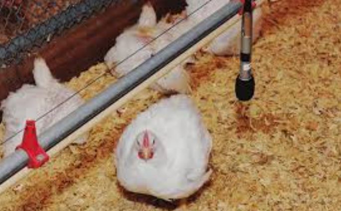 microfonos en granja pollos