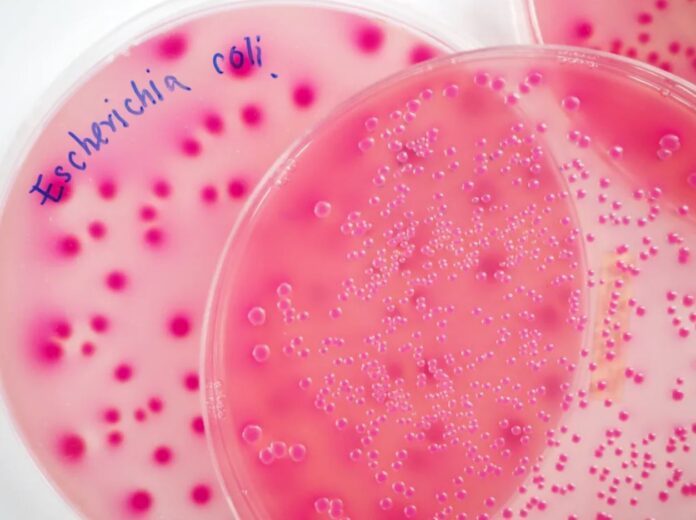 colibacilosis-avicultura-escherichia-coli