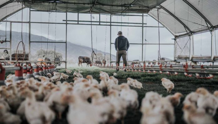 pollos-criados-en-pasto-2