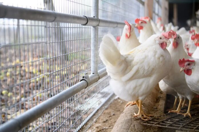 aves-confinadas España sube a