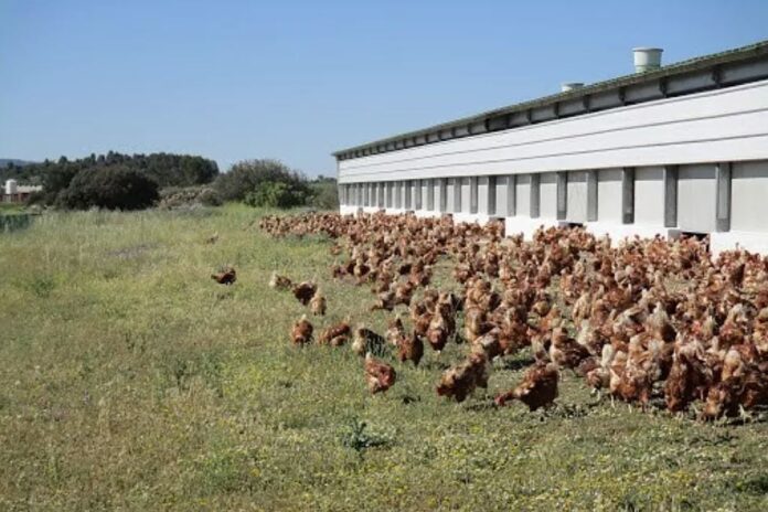 granja-para-huevos-camperos-de-Huevos-Guillen-en-Sinarcas-VALENCIA