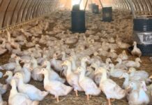 Hungría lideró con el 65% de los casos en aves de corral, afectando mayormente patos y gansos. En total, más de 13 millones de aves murieron o fueron sacrificadas.