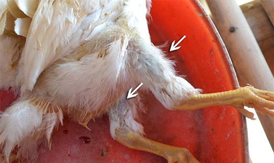 pollo-con-sintomas-de-la-enfermedad-de-gumboro