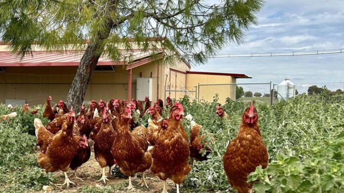 gallinas-camperas