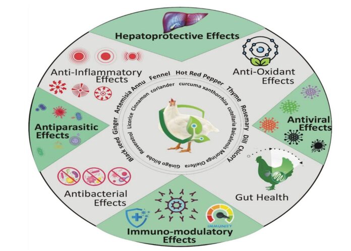 FIG 1 Los beneficios del uso de Plantas Medicinales en dietas avícolas son multiples