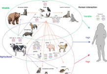 Especies animales infectadas por H5N1. Las especies silvestres están rodeadas por un círculo verde; las especies de producción agropecuaria, por uno azul; y las especies peridomésticas y domésticas, por uno rojo. Las flechas naranjas representan la transmisión desde un hospedador aviar y las flechas moradas, la transmisión desde un hospedador bovino. Los iconos de virus indican cepas de influenza A que se sabe circulan en especies con alto riesgo de mutaciones.