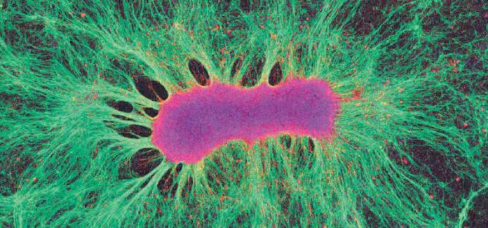 CreSA-organoides-como-alternativa-a-la-investigacion-con-animales-1