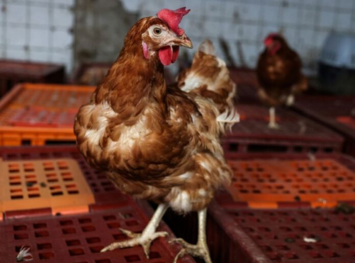 gallina-ponedora-1