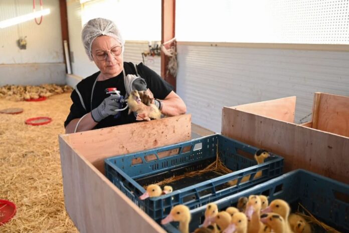 vacunacion-contra-la-gripe-aviar-en-Francia-febrero-2023 Una mujer inyecta la vacuna contra la gripe aviar a patos en Horsarrieu, en el suroeste de Francia, el 2 de octubre de 2023. Foto: Ministerio de Agricultura francés / Agence France-Presse