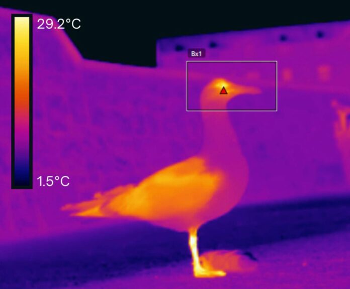 influenza-aviar-virus-resistencia-al-calor-temp-aves-2