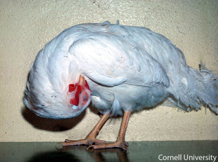 torticolis