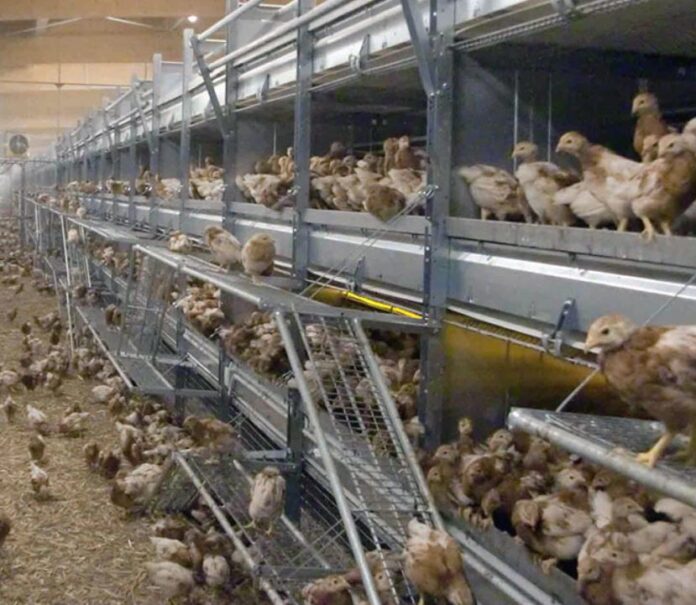 gallinas-de-recria-1